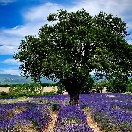 Mas La Bellevue Murs (Vaucluse)